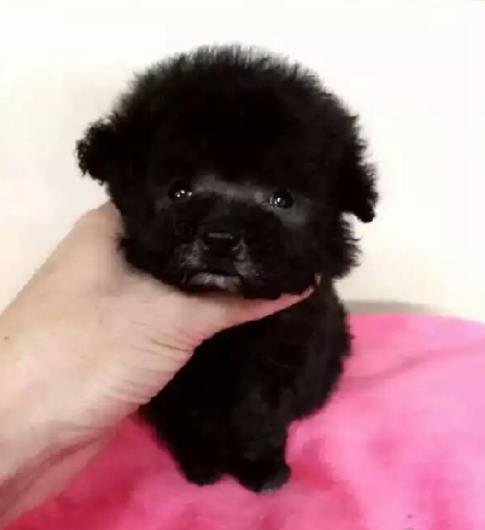 上海宠物狗犬舍出售茶杯泰迪犬宠物狗市场在哪