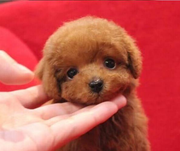 长沙犬舍出售纯种泰迪犬 宠物狗网站卖狗买狗