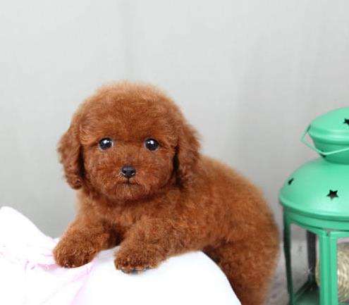 深圳宠物狗犬舍出售纯种泰迪犬 狗市场在哪有