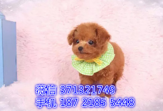 泰迪出售纯种幼犬 茶杯泰迪宝宝 狗场繁殖 南昌犬舍
