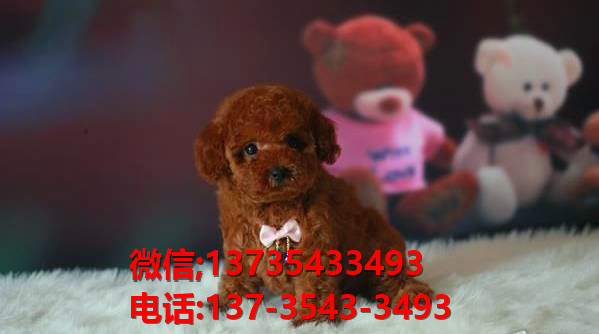 济南宠物狗犬舍出售纯种泰迪犬 狗市场在哪有狗卖狗信息