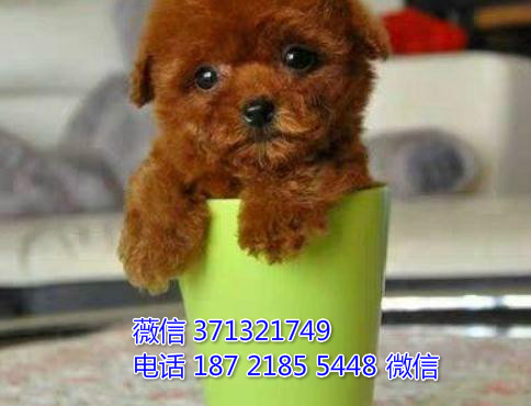 泰迪出售纯种，茶杯泰迪犬狗狗 深圳泰迪狗狗出售