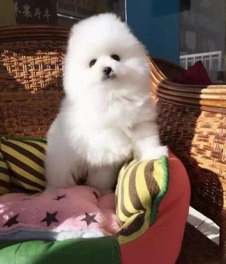 长沙宠物狗犬舍出售纯种博美犬茶杯犬袖珍犬领