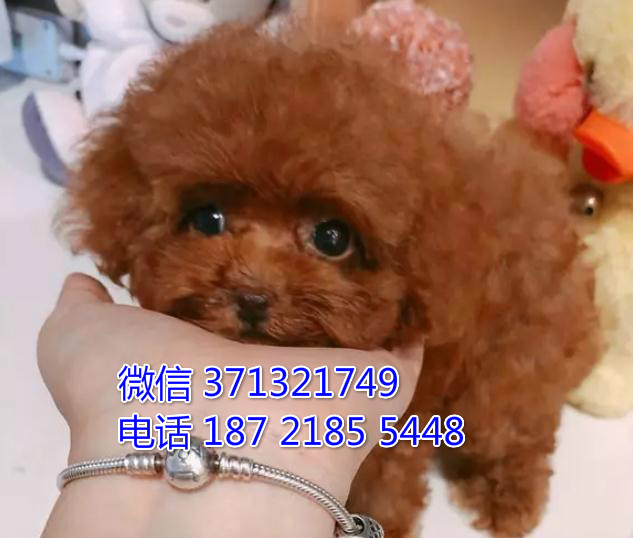 深圳狗场 泰迪犬出售纯种 深圳特价宠物狗狗专卖