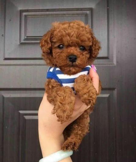 厦门宠物狗犬舍出售纯种泰迪犬 狗市场在哪有