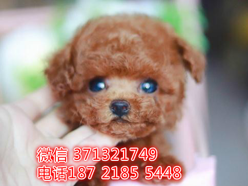 泰迪犬出售纯种幼犬 无锡犬舍狗场出售泰迪犬狗狗