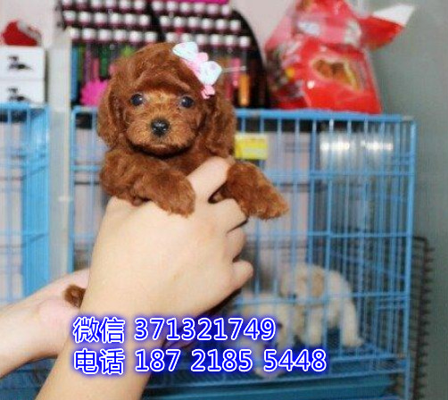 上海犬舍宠物店狗场出售泰迪犬出售茶杯泰迪狗