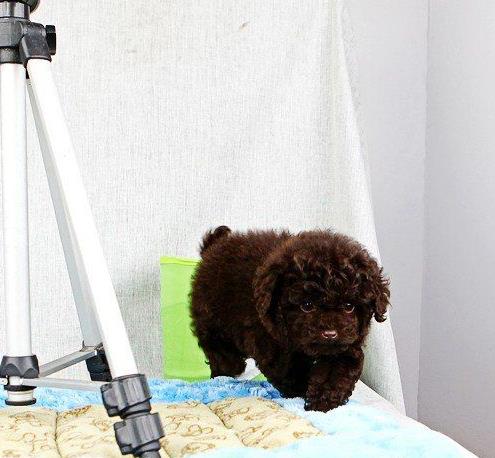 厦门宠物狗狗出售纯种泰迪犬幼犬迷你茶杯泰迪