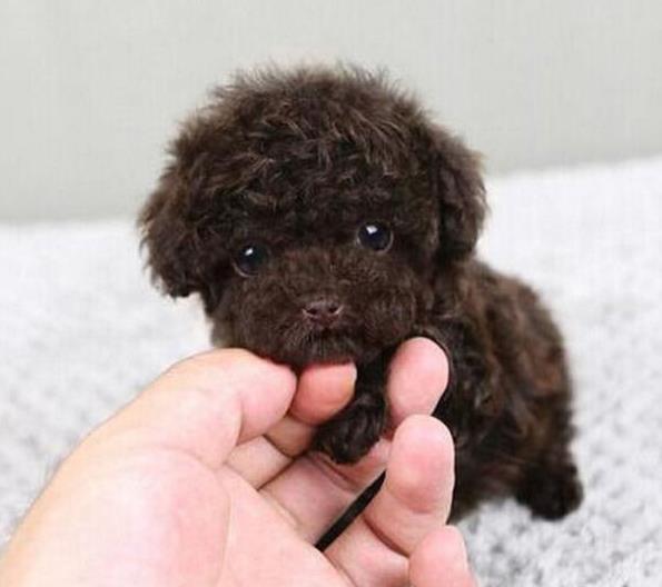 清远宠物狗狗哪里有买狗卖狗 狗市场领养纯种