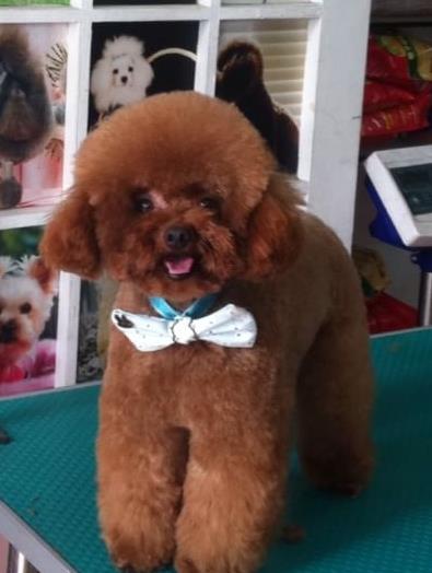 常德犬舍出售纯种茶杯泰迪犬宠物狗市场在哪买