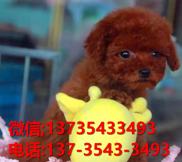 济南宠物狗犬舍出售纯种泰迪犬 狗市场在哪有狗卖狗信息