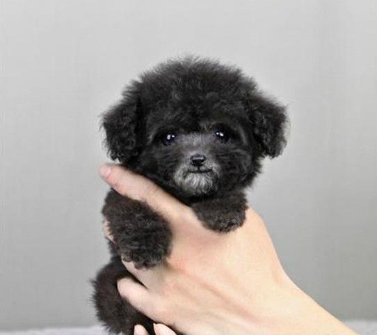 永州宠物狗狗哪里有买狗卖狗 狗市场领养纯种