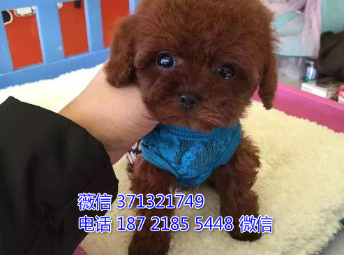 杭州犬舍狗场出售泰迪犬狗狗，贵宾犬幼犬 杭州