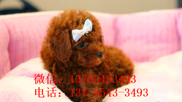 西安宠物狗狗出售纯种泰迪犬幼犬迷你茶杯泰迪犬领养宠