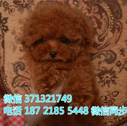 上海特惠 泰迪犬出售纯种幼犬 上海出售领养狗狗