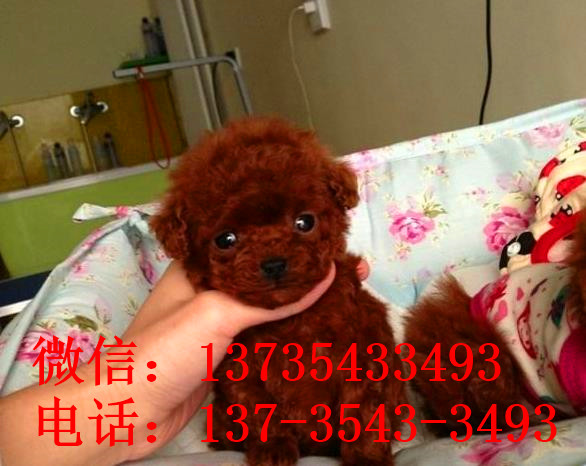 纯种泰迪犬出售 武汉宠物狗犬舍领养宠物狗狗市场在哪里买狗卖狗