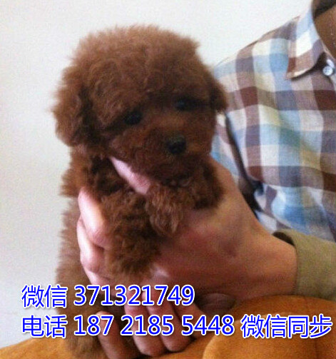 杭州特价 泰迪犬出售纯种幼犬 杭州犬舍在哪里