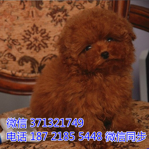 长沙宠物犬舍 泰迪犬出售 长沙大型繁殖基地