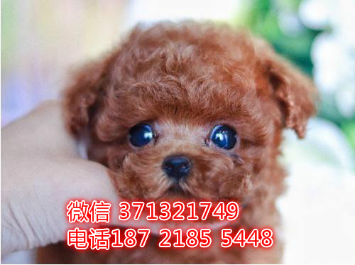 南京特惠 泰迪犬出售纯种幼犬 南京犬舍南京狗