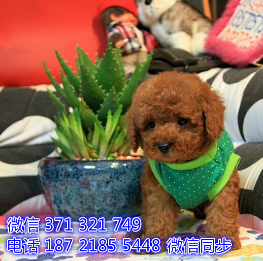 长沙宠物 泰迪犬出售纯种幼犬 长沙狗场在哪里