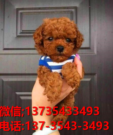 济南宠物狗犬舍出售纯种泰迪犬宠物狗市场在哪