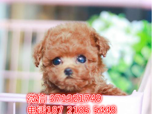 南京特惠 泰迪犬出售纯种幼犬 南京犬舍南京狗场