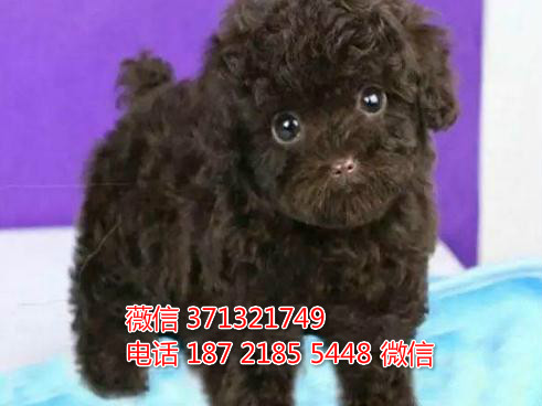 绍兴宠物 泰迪犬出售纯种 绍兴犬舍在哪里