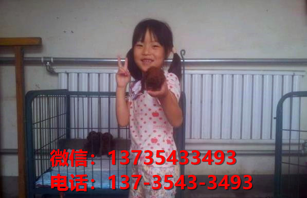 上海犬舍宠物狗狗出售纯种泰迪犬狗舍哪里有狗