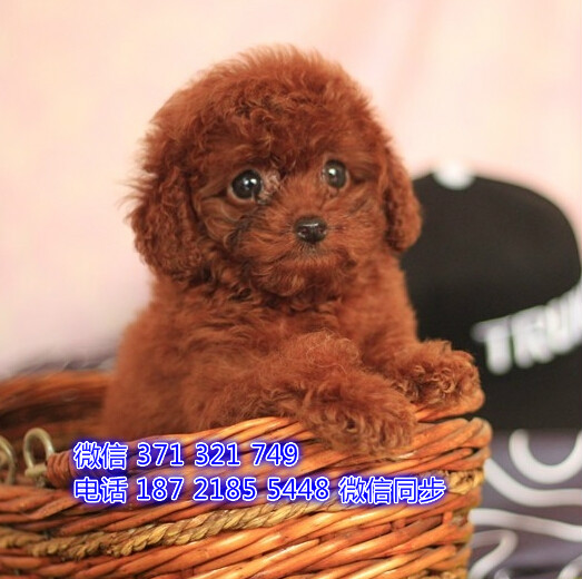 天津宠物 泰迪犬出售纯种幼犬 天津犬舍在哪里