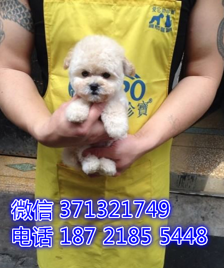 深圳狗狗泰迪出售纯种幼犬 深圳实体店 全国发