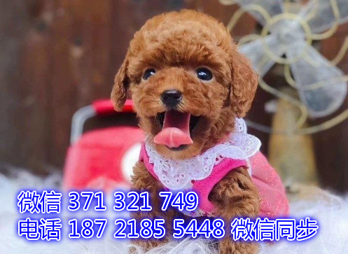 深圳全国发货泰迪犬出售纯种幼犬 深圳促销宠