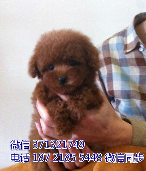 武汉狗狗 泰迪纯种幼犬 武汉狗场 全国发货