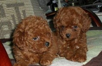 昭通巧家县哪里买泰迪 本地狗场出售漂亮泰迪