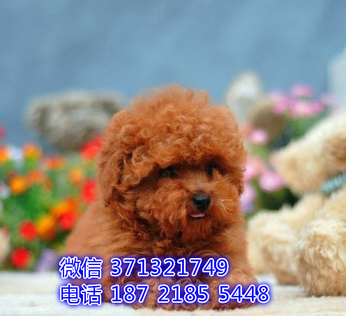 西宁犬舍 宠物狗狗出售 泰迪犬狗狗 西宁犬舍