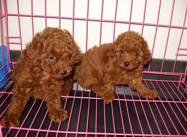 北海卖泰迪北海养殖基地出售纯种泰迪