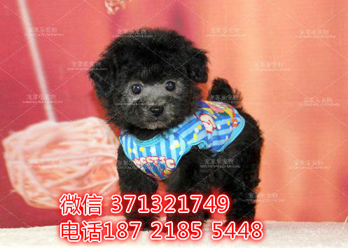 呼和浩特宠物 泰迪犬纯种幼犬出售 特价促销