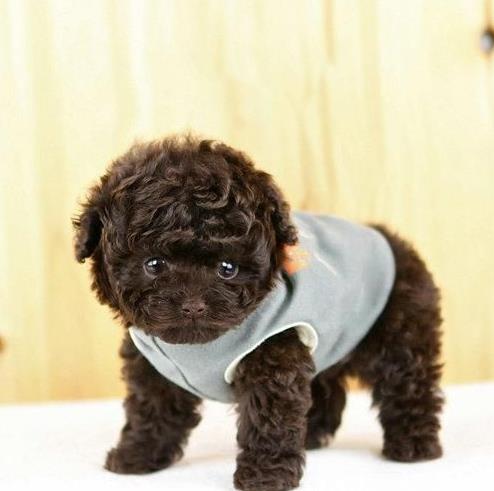 合肥宠物狗狗犬舍出售纯种泰迪犬宠物狗市场在