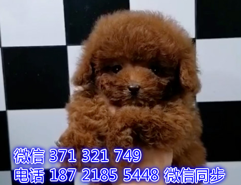 深圳宠物狗狗泰迪出售幼犬 全国可以发货俣