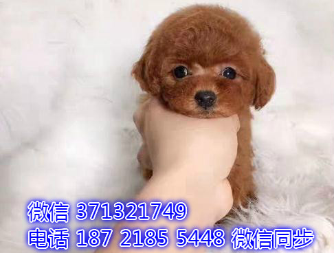 特价泰迪出售纯种幼犬 专业繁殖专业发货 可上门看回