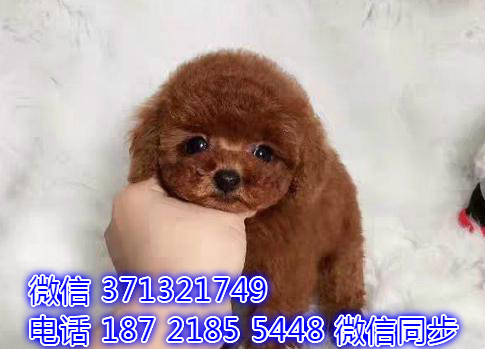 特价泰迪出售纯种幼犬 专业繁殖专业发货 可上门看适