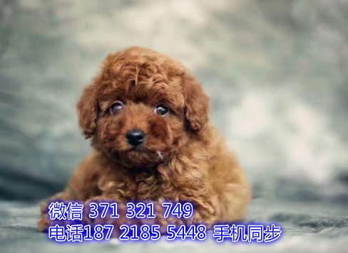 泰迪幼犬出售纯种 狗场直销宠物 哪里有宠物狗狗识