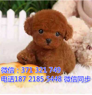 全国特惠泰迪纯种幼犬 支持上门 支持空运汽运 包健康倥