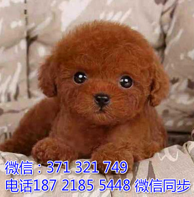 全国特惠泰迪纯种幼犬 支持上门 支持空运汽运 包健康肮