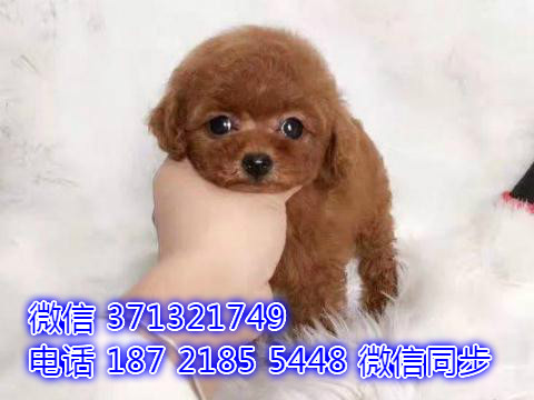 特价泰迪出售纯种幼犬 专业繁殖专业发货 可上门看适