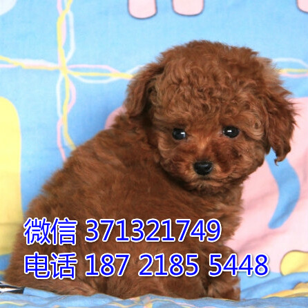 宠物狗狗泰迪全国可以发货 犬舍繁殖 包健康睾