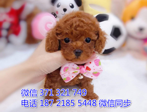 犬舍泰迪纯种幼犬出售 犬舍直泰迪 犬舍狗场宠物狗鼐