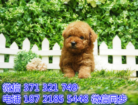 泰迪宠物买卖 宠物市场 宠物狗狗图片宠物网复