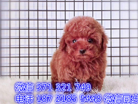 犬舍直销，哪里有宠物泰迪犬，精品小型中型大型犬狗狗荷