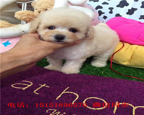 西安哪里卖泰迪犬 西安灰色泰迪价格 白色泰迪