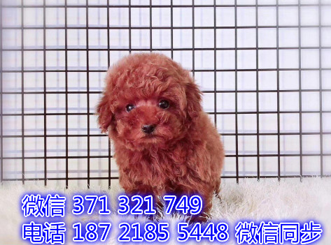 犬舍直销，哪里有宠物泰迪犬，精品小型中型大型犬狗狗囊